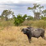 Cape Buffalo. Absolute unit! (image by Mike Watson)