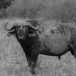 There’s not too much colour to a Cape Buffalo so they make good b&w subjects (image by Mike Watson)