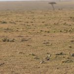 A trip of 25 Caspian Plovers, fresh from their breeding grounds on the Central Asian steppes, was already on the Mara by 25 August! (image by Mike Watson)