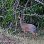 Cavendish’s Dik Dik – one of four sightings on this tour (image by Mike Watson)