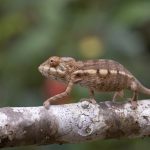 Juvenile chameleon at Le Palmarium (image by Mike Watson)