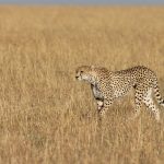 Cheetah hunting. Lovely Nashipai (image by Mike Watson)