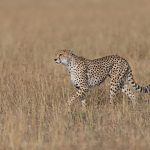 Nashipai about to pick up the pace, Cheetahs certainly look like the fastest land animals! (image by Mike Watson)