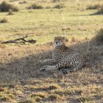 Our first Cheetah was an audience with Nashipai was in the shade of a bush early one morning (image by Mike Watson)