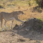 Cheetahs have non-retractable claws as seen in this image (image by Mike Watson)