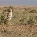 Cheetahs spend a lot of time gazing far into the distance for prey and/or danger, the tear stains below their eyes helps them to cope with glare and sharpens their eyesight (image by Mike Watson)