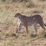 Supermodel Cheetah Nashipai, surely the most elegant of all cats (image by Mike Watson)