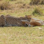 This encounter was much more pleasant before everyone else turned up. After catching her own breath, Nashipai drags the Impala under a bush to eat it. We pushed off after this having already spent a couple of hours with Nashipai (image by Mike Watson)