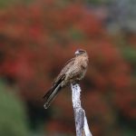 A Chimango Caracara against a backdrop of Chilean Fire Trees in Tierra Del Fuego (image by Inger Vandyke)