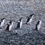 A line of Chinstrap Penguins walking the beach at Cooper's Bay (image by Inger Vandyke)