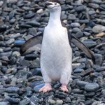 Portrait of a Chinstrap Penguin at Cooper's Bay (image by Inger Vandyke)