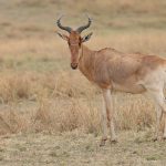 Coke’s is the Hartebeest of the Mara, named after the heart-shaped horns (image by Mike Watson)