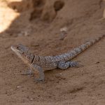 Collared Iguanid at Kirindy Forest, a common lizard in the west (image by Mike Watson)