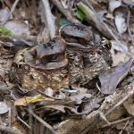A pair of Collared Nightjars roosting side-by-side at Parc Villagois V.O.I.M.M.A., Andasibe (image by Mike Watson)