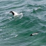 Comerson's Dolphins playing in the surf at Saunders Island (image by Inger Vandyke)