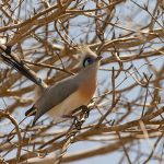 Crested Coua, one of the few arboreal members of its family, at Kirindy (image by Mike Watson)