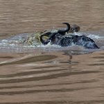 Crocodiles often bite the back legs of wildebeest, probably a lower risk area than near the horns (image by Mike Watson)