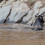 I could tell it was going to be a bad day’ said the wildebeest. It eventually succumbed but not after it put up a 50 minute fight until a second croc joined in and drowned it (image by Mike Watson)