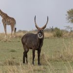 An impressive Defassa Waterbuck on the Mara near Entim Camp (image by Mike Watson)