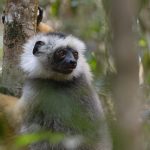 Diademed Sifaka at Analamazoatra, where it was reintroduced in 2007. It is thought by some to be the most beautiful sifaka! (image by Mike Watson)