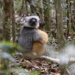 Diademed Sifaka at Analamazoatra (image by Mike Watson)