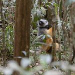 Diademed Sifaka at Analamazoatra, behaving suitably shy once the numbers of vahaza had increased (image by Mike Watson)