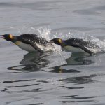 Diving King Penguins at St Andrews just after sunrise (image by Inger Vandyke)
