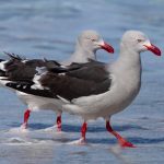 A pair of Dolphin Gulls wade the high tide mark (image by Inger Vandyke)