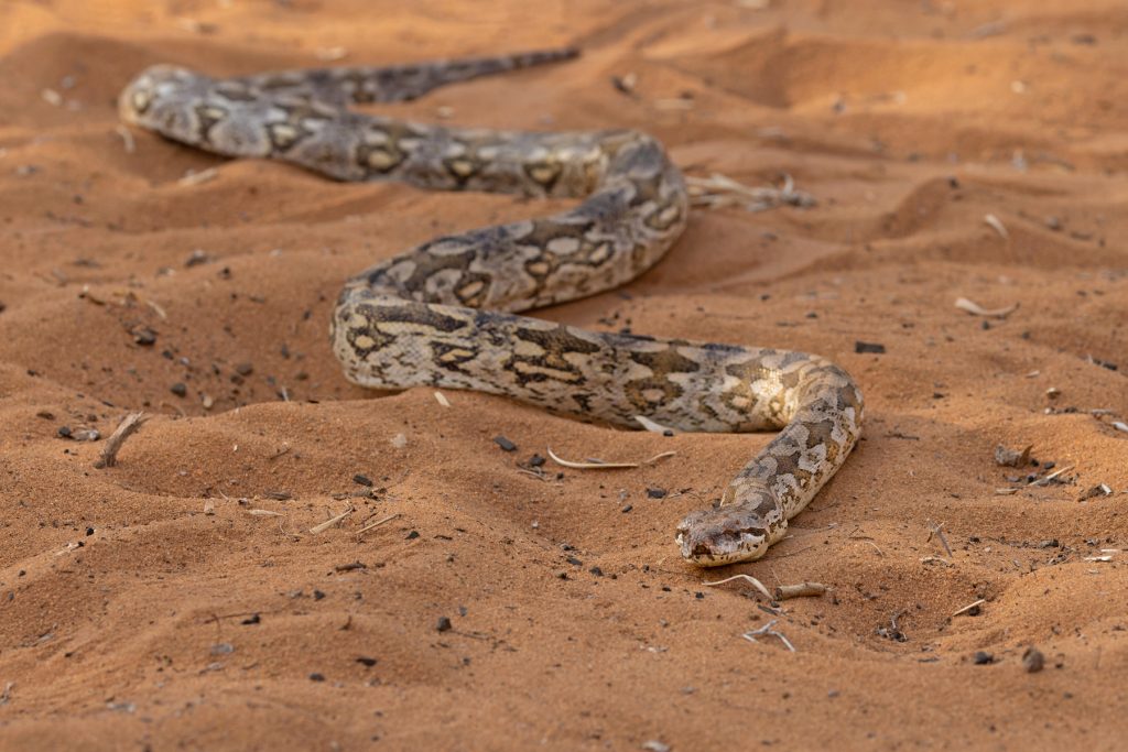 Dumeril’s Ground Boa is an apex predator of the spiny forest of Madagascar’s far southwest (image by Mike Watson)