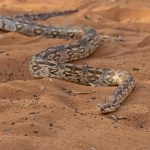 Dumeril’s Ground Boa is an apex predator of the spiny forest of Madagascar’s far southwest (image by Mike Watson)
