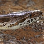 Dumeril’s Ground Boa incoming! (image by Mike Watson)