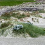 Dune vegetation at Grave Cove in the Falklands (image by Inger Vandyke)