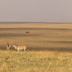 Stately Elands in the Mara landscape (image by Mike Watson)