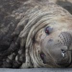 The blood shot eyes of a beach master (image by Inger Vandyke)