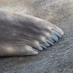 Flipper detail on an elephant seal (image by Inger Vandyke)