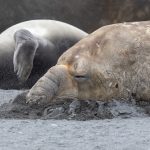 An elephant seal beach master snorting sand while he sleeps (image by Inger Vandyke)