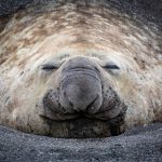 Lessons in symmetry. An elephant seal male enveloped by the black sands of the beach (image by Inger Vandyke)