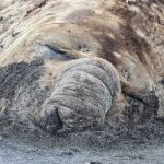 A large male elephant seal snorts sand while he sleeps (image by Inger Vandyke)