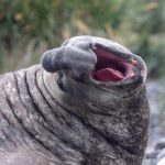 An Elephant Seal beach master takes a yawn and shows off his vertical tongue! (image by Inger Vandyke)