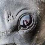 Photographer selfie in the eye of an elephant seal pup (image by Inger Vandyke)