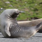 Elephant Seal pup yoga (image by Inger Vandyke)