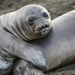 Adorable Elephant Seal pups embrace each other on the beach at Gold Harbour (image by Inger Vandyke)