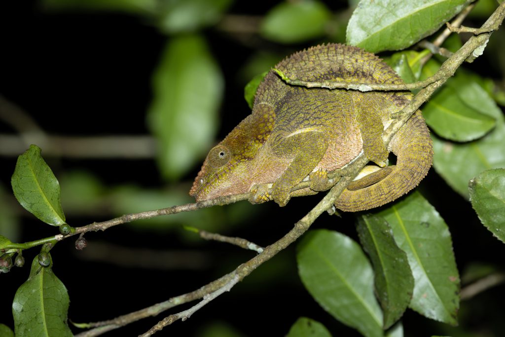 Elephant-eared (or Short-horned) Chameleon (Calumna brevicorne) on a roadside night walk at Andasibe (image by Mike Watson)