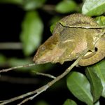 Elephant-eared (or Short-horned) Chameleon (Calumna brevicorne) on a roadside night walk at Andasibe (image by Mike Watson)