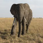 This crusty old bull Elephant was quite friendly it’s good to have local Maasai driver guides who know their temperament! (image by Mike Watson)