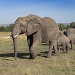 Elephant herd at the famous Governor’s Camp (image by Mike Watson)