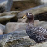 Portrait of a Falkland Islands Steamer duck in the rocks (image by Inger Vandyke)