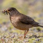 A Falkland Islands Thrush with a bill full of caterpillars to feed its young (image by Inger Vandyke)