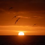 Giant Petrels adorn a sunset in the Falklands (image by Inger Vandyke)