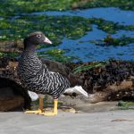 Portrait of a pretty female Kelp Goose (image by Inger Vandyke)